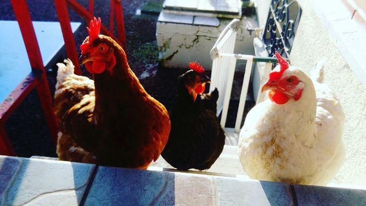 Bénédicte, Mouillette & Mimosa en promenade sur la terrasse.