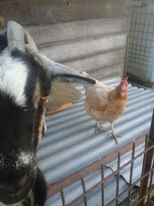Voici ma chèvre avec une de mes poules qui est très curieuse ^^