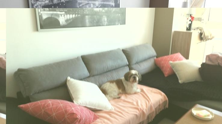 Fanfan le chien de mes parents bien installé sur mon canapé 😊