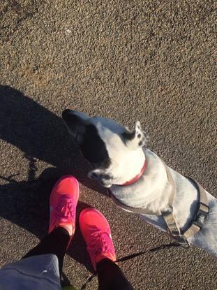 En promenade avec mon Jack Russel Charly.