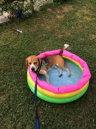 Rex, beagle en vacances chez nous pendant un mois ! 