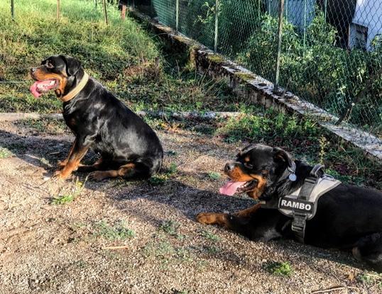 Mon chien, Rambo à droite et à gauche, sa nouvelle copine pour faire de jolies petits rott !! 