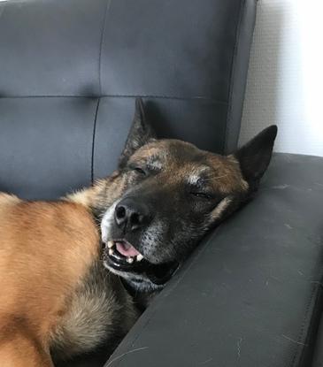 Cook en pleine sieste sur le canapé des chiens