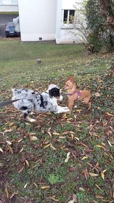 Ollie et Picsou profitent d'une belle journée d'automne pour se dépenser