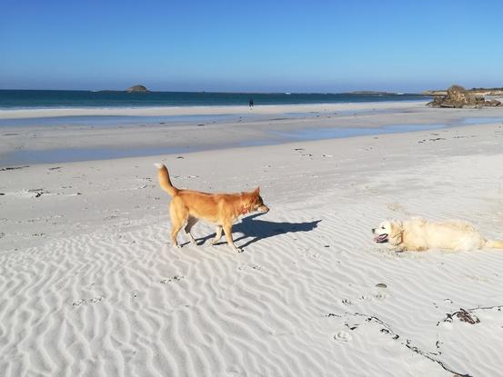 Balade à la plage avec Naoki, Husky croisé Epagneul breton 