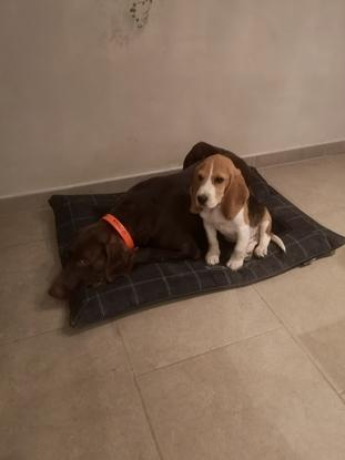 A la maison, Malo avec le Beagle d'un ami que nous avons gardé plusieurs fois deja 
