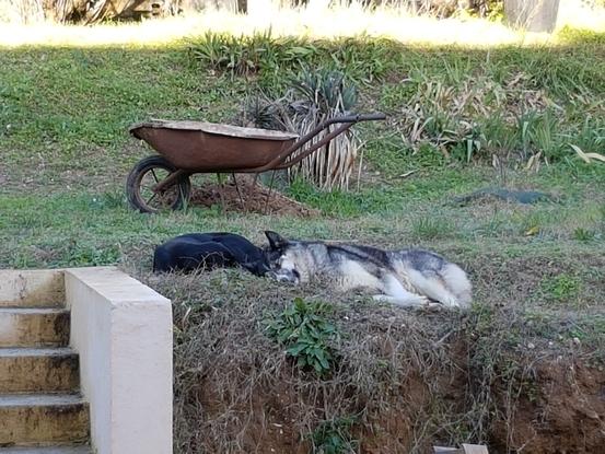 Grosse sieste dans le jardin...