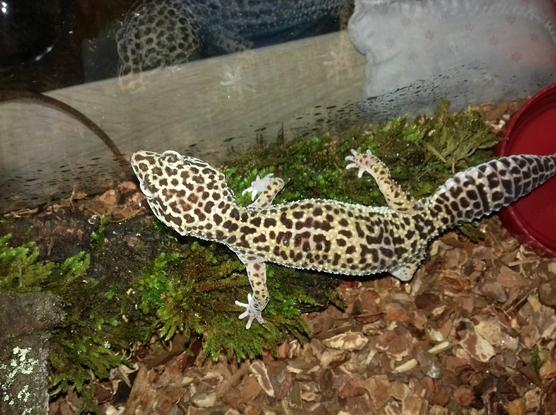 pili mon gecko léopard 