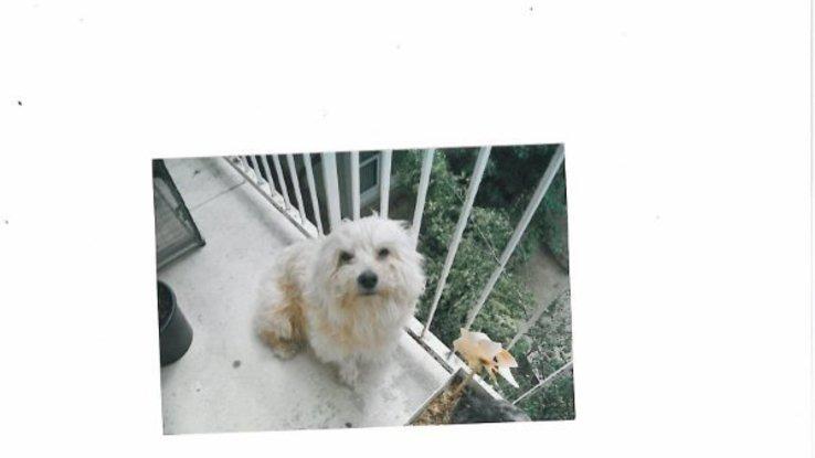 Mon chien disparu à l'age de 17 ans. Il me manque terriblement