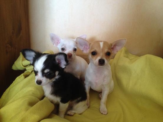 Garde de 3 chiots Chihuahuas