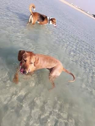 Another dog sitting Day in Qatar. Took Nala and Brownie to beach