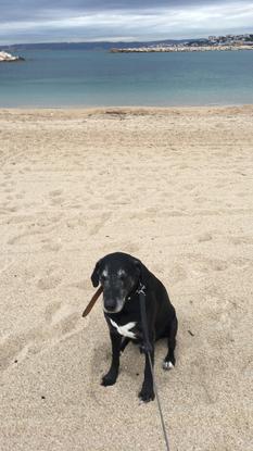 Doug à la plage 