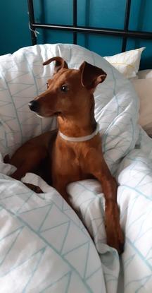 Voici ma petite chienne Isis qui est très gentille. Elle s'entend bien avec tous les chiens.