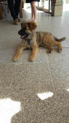 Voici Simba,  mon chien qui est au Portugal.
