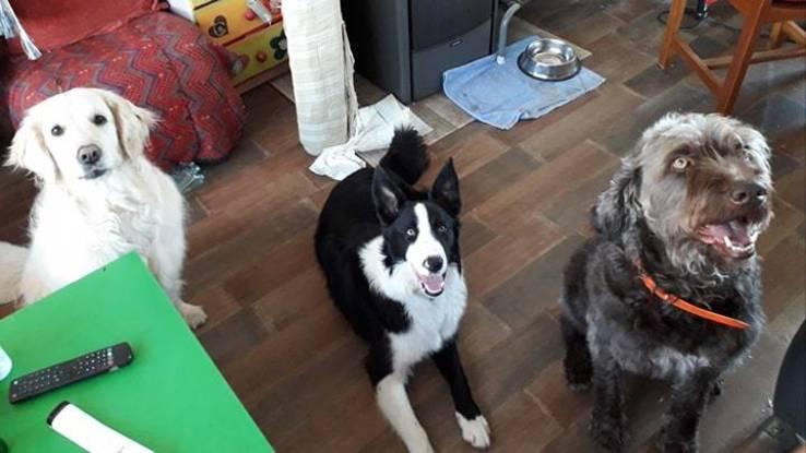 c'est l'heure de la petite gourmandise pour Harley(golden retriever de 3 ans) Rocky(croisé border colley de 8 mois) et mon Buzz(griffon de 7 ans)