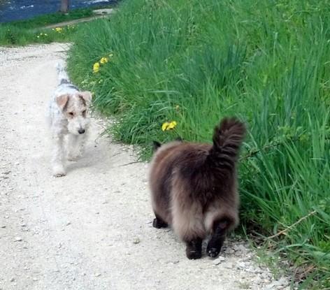Promenade de chaque matin : ma chienne et mon chat...