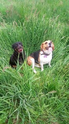 Mes 2 chiens Gunther (croisé pinsher) et Fidji (beagle)