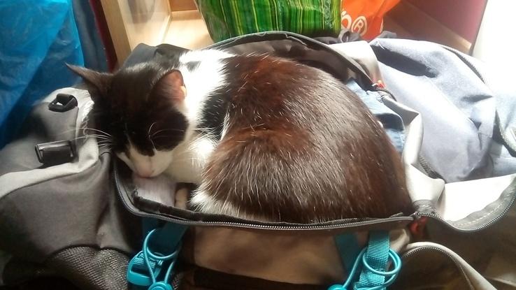 Mon chat Oreo qui adore dormir dans les sacs...