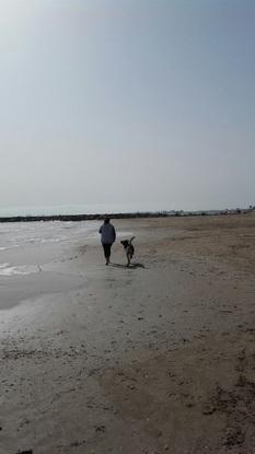 Mon chien et moi à plage