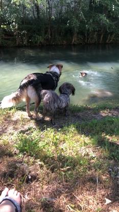 Les chiens qui jouent au bord de la rivière qui se trouve en dessous de chez nous. Djoone adore se baigner