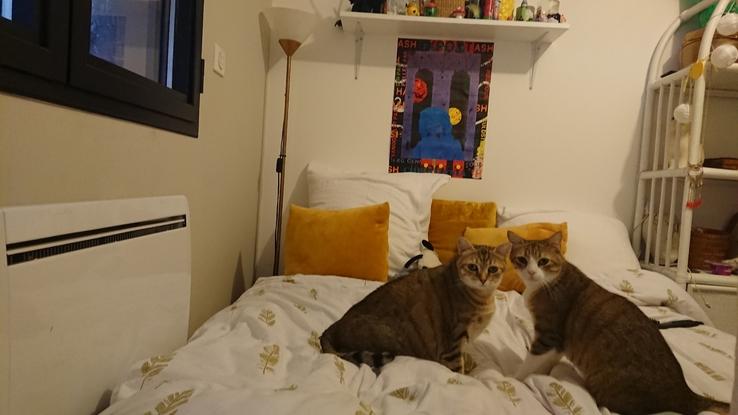 J'ai 2 chats, vos loulous doivent s'entendre avec eux :) 