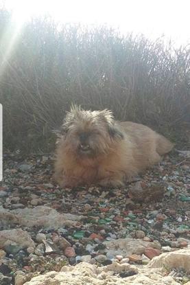 Canelle, ma chienne (croisé Griffon de Bruxelles)