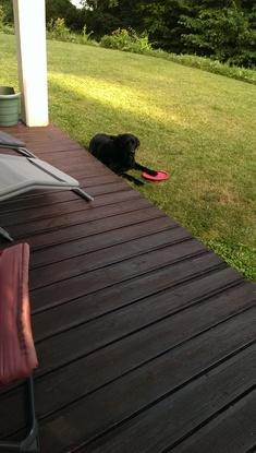  Luna ne quitte pas son frisbee rouge :-)