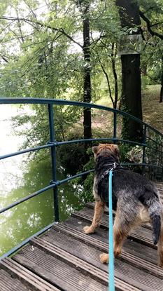 Promenades régulières avec Nino grâce à site de dog sitter 2019-2019
