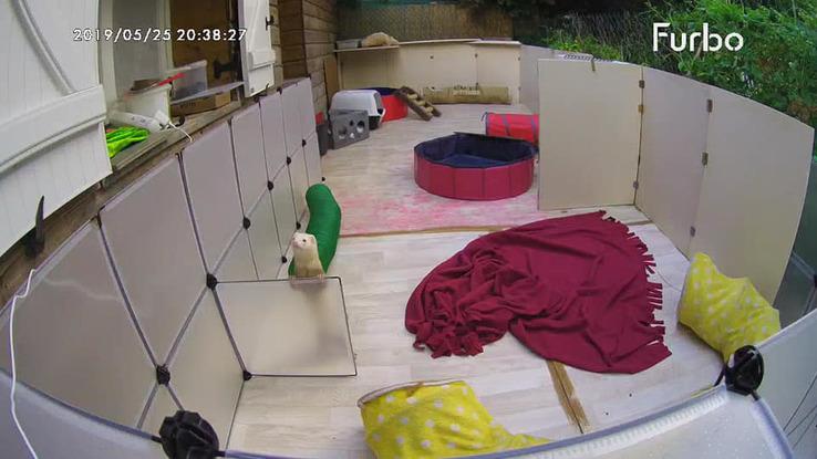 parc exterieur pour furet , lapin