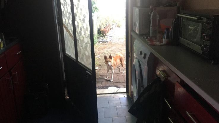 Au Portugal, où j'ai habité pendant 6 mois, nous avons reçu une visite surprise d'un chien errant tout mignon. Il s'est faufilé dans notre jardin jusqu'à la porte de notre cuisine...