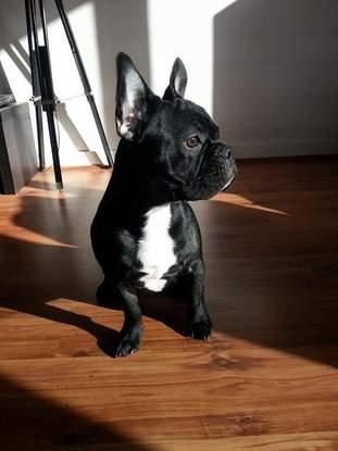 Mon dernier chien Imhotep qui prend le soleil dans mon salon