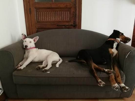 Loki et Hinata sur leur canapé 