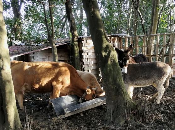 Visite pour nourrir Opi, son petit et la Génisse ainsi que 3 ânes, pendant un déplacement professionnel de leur propriétaire 