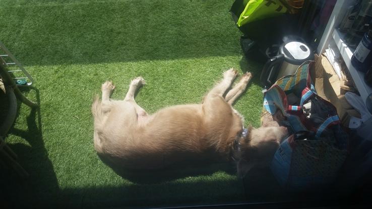 Dog sitter officielle de @bradleyofmonaco !