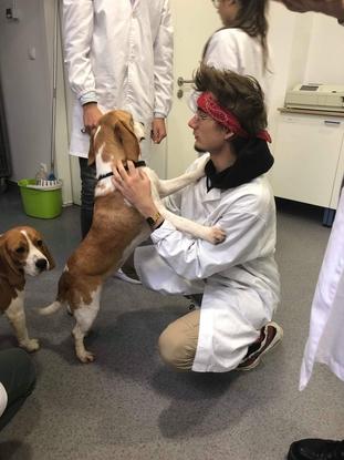 Petite osculatation de Vasco un beau beagle à l'école vétérinaire 