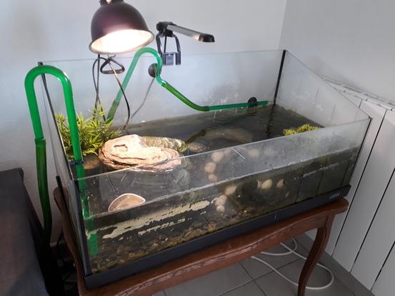 Nos tortues aquatiques (pelomedusa)