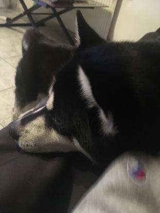 Travis, chien husky dont je me suis occupée pendant l'été, appartenant à un ami. Sur la photo, demandant des gratouilles!
