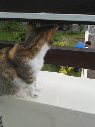 Mon Chat regardant mon Mari de près. elle surveille :)