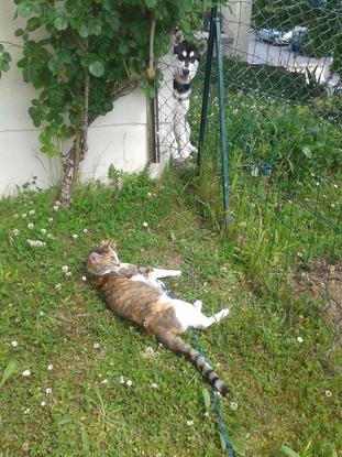 Buck mon Chat. J'ai un Chat de 4 ans en LAISSE ! Mais qui elle peut rester sur la terrasse et non dans le jardin derrière. Grillages tout autour de la maison. 