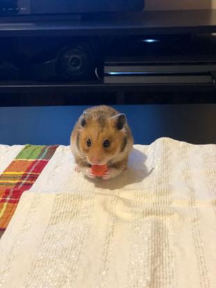 Mon Hamster Syrien (Guideon) 