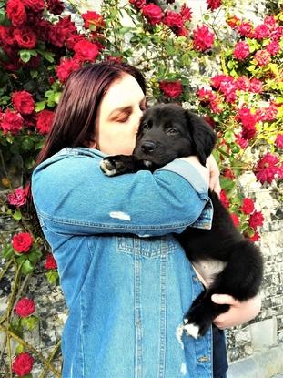 Billie, ma petite chienne Labrador x Golden Retriever, 3 mois sur cette photo 💜