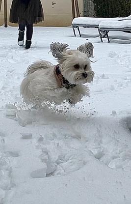 Un chien heureux dans la neige