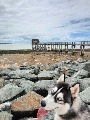 Promenade plage d'Aytré avec Rico un husky de moins d'un an