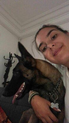 Zoom sur Indra, malinois (9 mois)