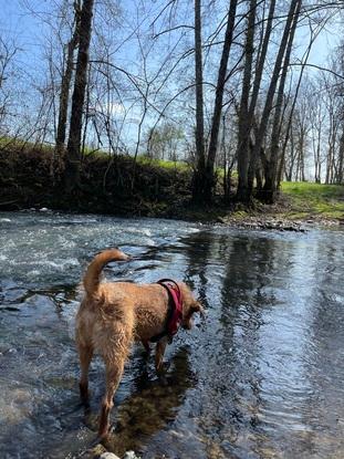 Balade dans la rivière avec mon chien