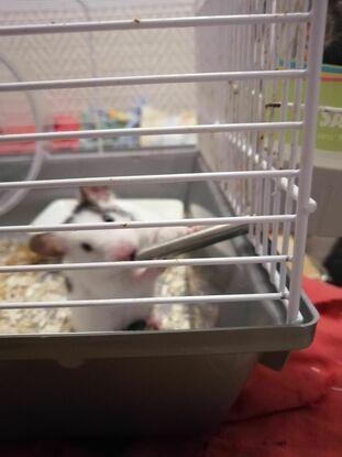 Athena, hamster de 5 mois.
