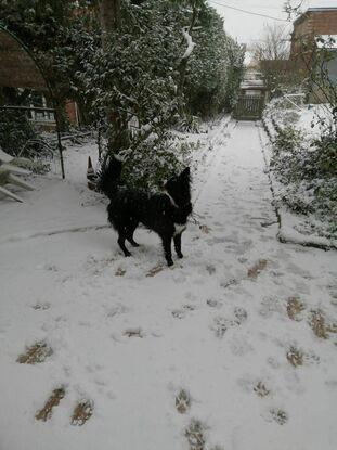 Baloo profitant de la neige