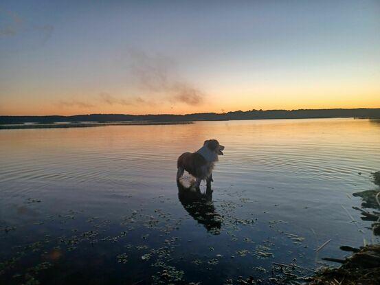 Mon chien Snow au lac.