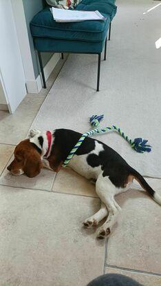 Adorable Beagle que j'ai gardé au mois d'août