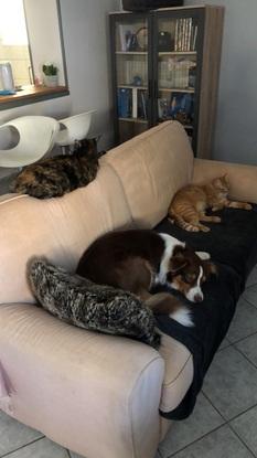 Le canapé, protégé par un plaid, leur endroit de sieste favori